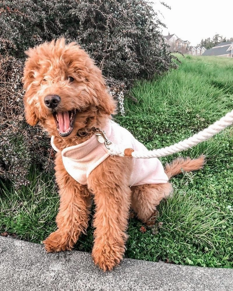 Gooby - Fleece Vest, Small Dog Pullover Fleece Jacket with Leash Ring, Clay, Medium