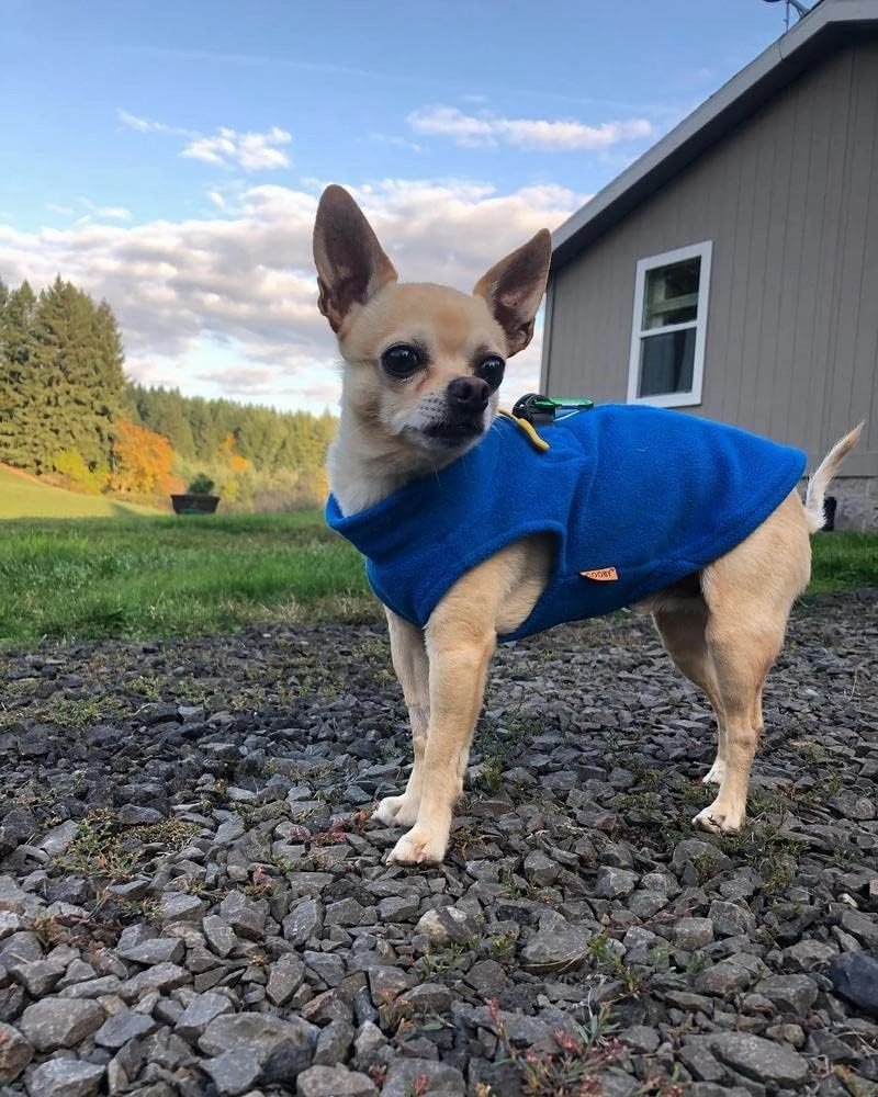 Gooby - Zip Up Fleece Vest, Fleece Jacket Sweater with Zipper Closure and Leash Ring, Blue, Medium