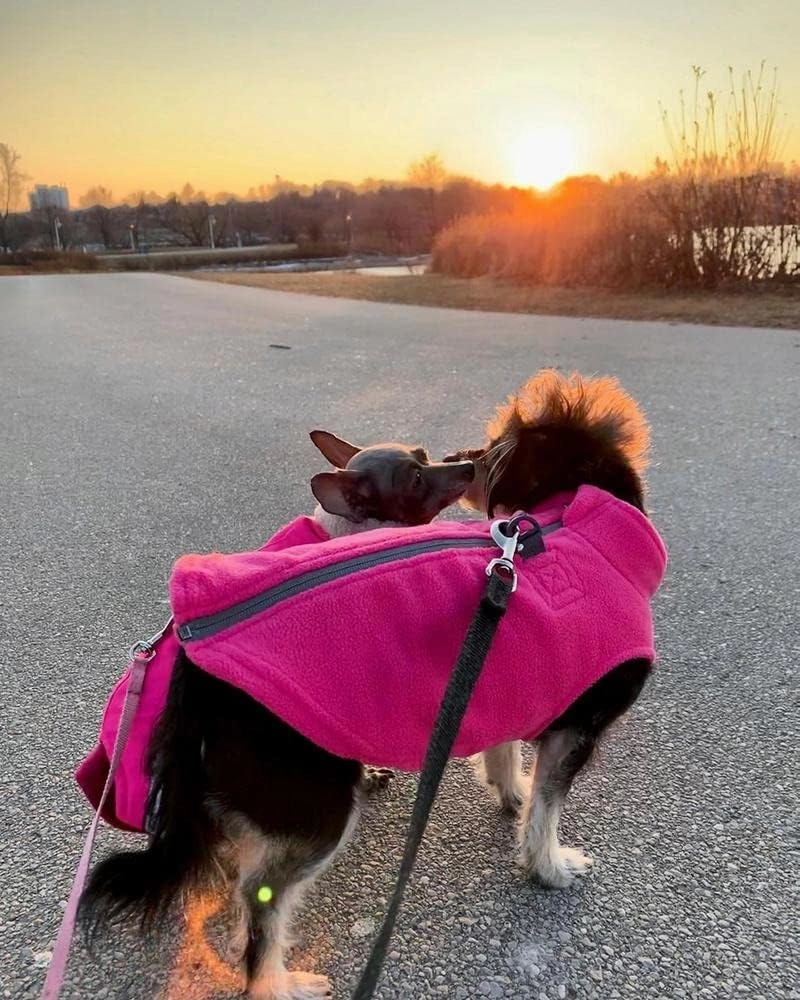 Gooby - Zip Up Fleece Vest, Fleece Jacket Sweater with Zipper Closure and Leash Ring, Pink, Medium
