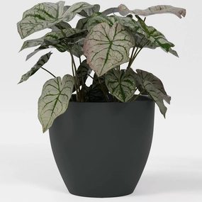 Greenline Fiberglass Lucy Extra Large Indoor/Outdoor Round Planter - 44" x 44" x 39" (Matte Charcoal)