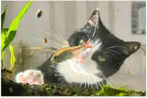 Jigsaw Puzzles 1314 Pieces for Adult Cat Looks at Fish Cute Fish Domestic Cat Fish Watching Water Animal Puzzle Game for Family Wooden Toy Educational Games for Home Decor 29.5x19.7 Inch