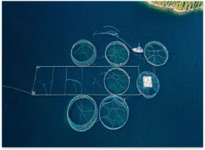 Jigsaw Puzzles 500 Pieces for Adult Salmon Fish Farm Bergen Norway Puzzle Game for Family Wooden Puzzle Toy Educational Games Puzzles for Home Decor