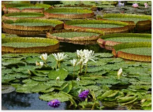 Jigsaw Puzzles 500 Pieces for Adult Waterlilies Puzzle Game for Family Wooden Puzzle Toy Educational Games Puzzles for Home Decor