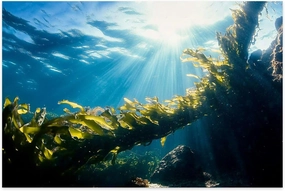 Jigsaw Puzzles 500 Pieces for Adult Kelp Forest Sunshine Puzzle Game for Family Wooden Puzzle Toy Educational Games Puzzles for Home Decor