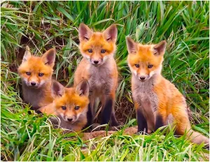 Springbok's Fox Pups Den 60 Piece Jigsaw Therapy Puzzle for Alzheimer's and Dementia Patients