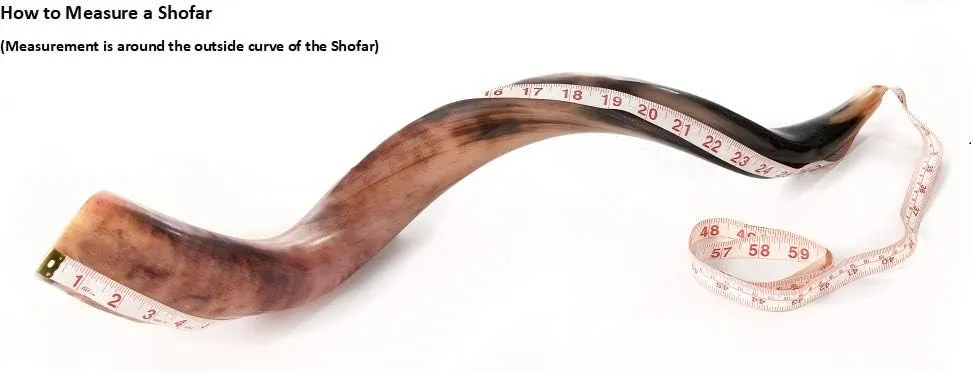 Yaliland Shofar Horn Musical Instrument - Authentic Kosher Kudu Ram Horns from Israel - Includes Bag, Book Guide, Anti-Odor Spray, 3 Brushes - Ideal for Religious Ceremonies - 32"-34", Fully Polished